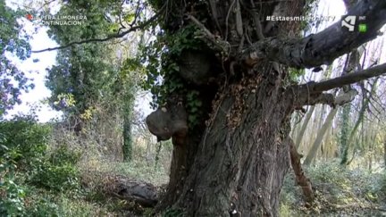 "Burosque", un bosque encantado