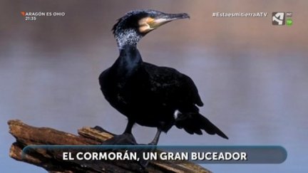 Cormorán
