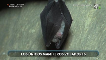 Murciélagos: mamíferos, voladores y muy beneficiosos