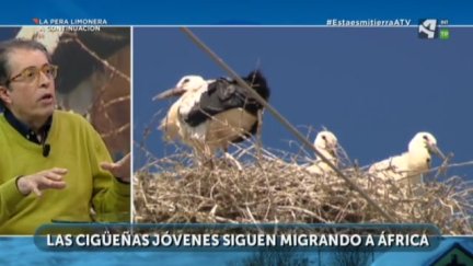 ... la cigüeña verás
