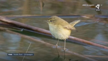 Mosquitero Común