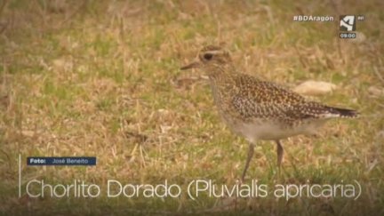 Chorlito Dorado