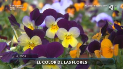 El color de las flores