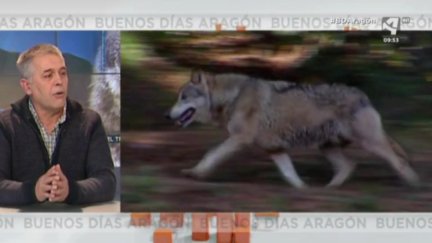 Lobo (II)