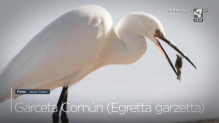 Garceta Común