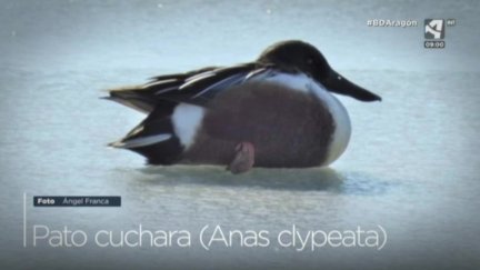 Pato Cuchara
