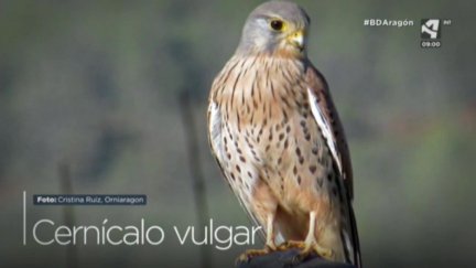 Cernícalo vulgar