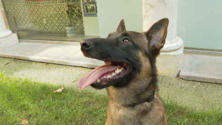 Perro adiestrado del 'Proyecto Escan'
