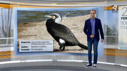 Cormorán grande