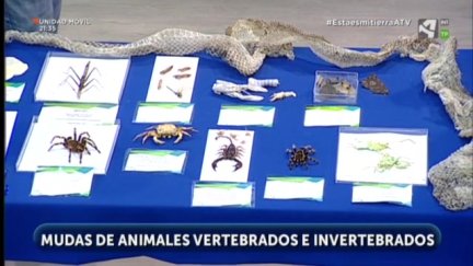 Nos visita el Acuario: mudas y Gallipatos