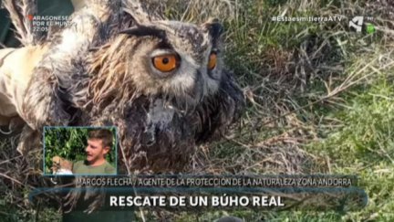 Rescate de un búho real