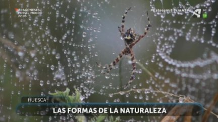 Las formas de la naturaleza