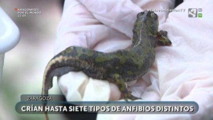 SOS Anfibios Aragón