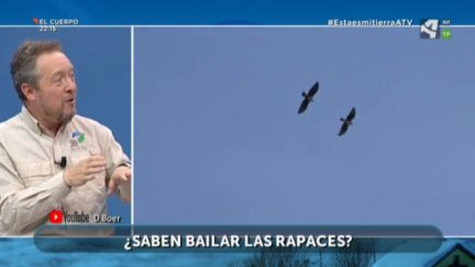 El baile de las rapaces
