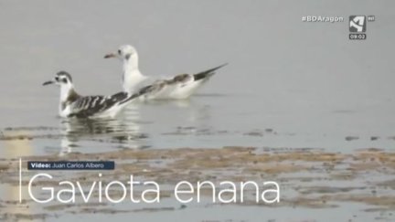 Gaviota enana