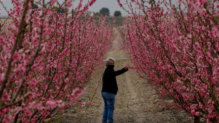 Melocotoneros en flor