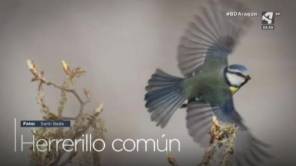 Herrerillo común