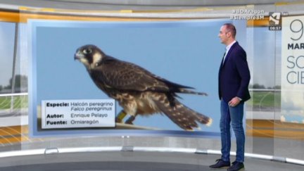 Halcón peregrino