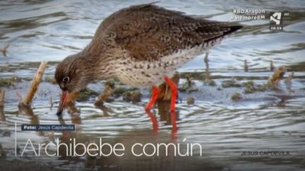 Archibebe común