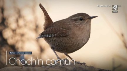Chochín común