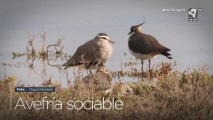 Avefría sociable