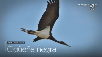Cigüeña negra