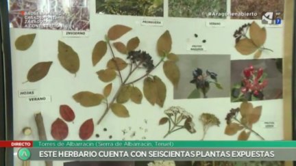 Un herbario con 600 especies