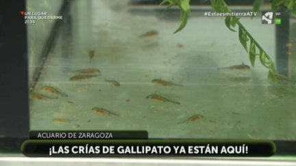 Crías de Gallipato