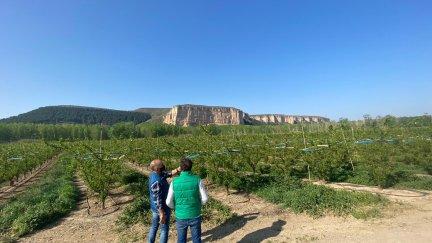 Frutales afectados por las bajas temperaturas del pasado mes de marzo