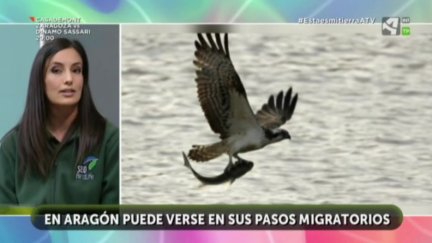 Águila pescadora