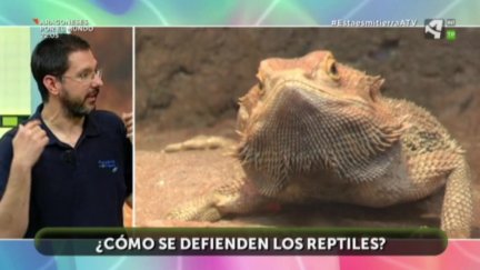 Estrategias de defensa