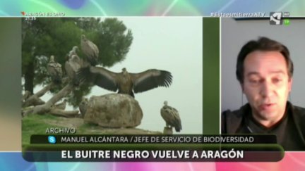 El Buitre negro vuelve a Aragón