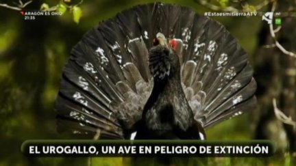 Urogallo en peligro de extinción