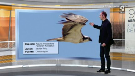 Águila pescadora
