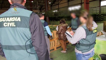 Guardia Civil incautando plantas de marihuana