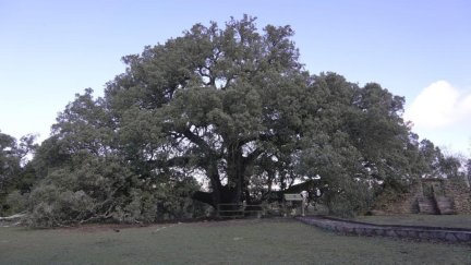 La carrasca de Lecina ganó el premio al 'Árbol Europeo del Año'.