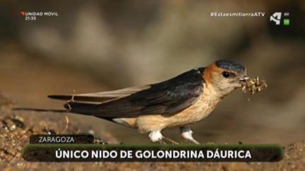 Único nido de golondrina dáurica