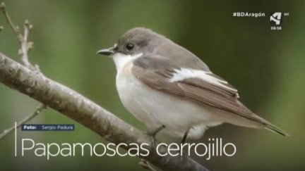 Papamoscas cerrojillo
