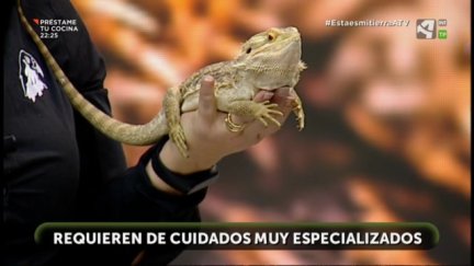 Reptiles, vitales para los ecosistemas