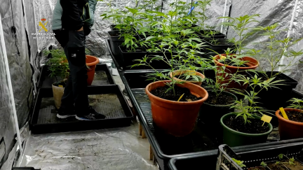 Incautadas más de 200 plantas de marihuana en dos viviendas de Nonaspe (Zaragoza).
