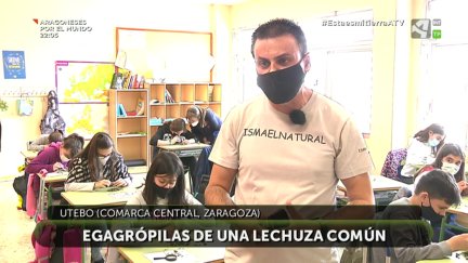 Hoy en clase: egagrópilas de una Lechuza común