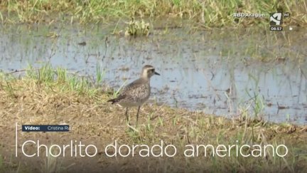 Chorlito dorado americano