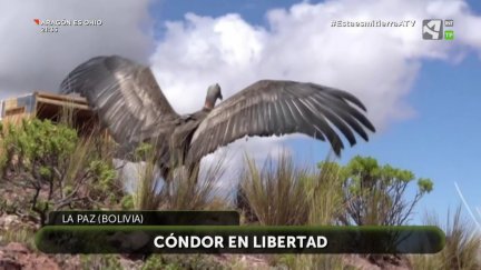 Cóndor en libertad
