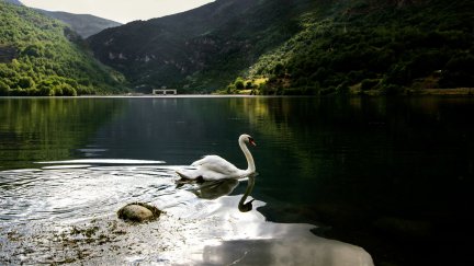 El cisne de Eriste era uno de los símbolos del Valle de Benasque. (Foto: Isabel Escudero @isaescu1)