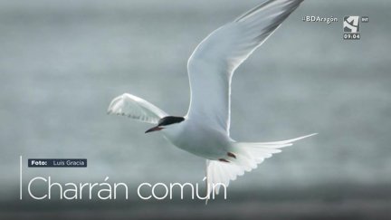 Charrán común