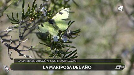 La mariposa azufrada ibérica, en 'Esta es mi tierra'