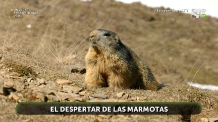 El despertar de las marmotas