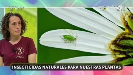 Insecticidas naturales (y II)