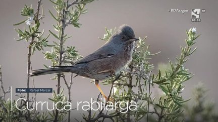 Curruca rabilarga