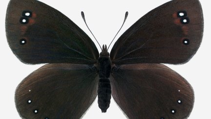 Estudian tres especies de mariposas amenazadas como indicadores de la salud de los Pirineos